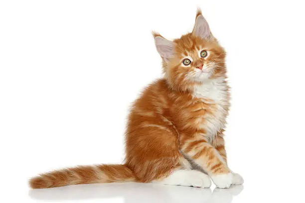 Maine Coon kitten posing on a white background
