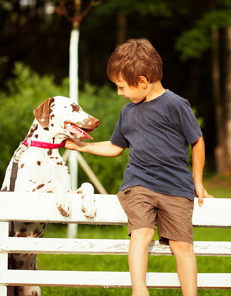 istock little cute boy with dalmatian dog 505977701