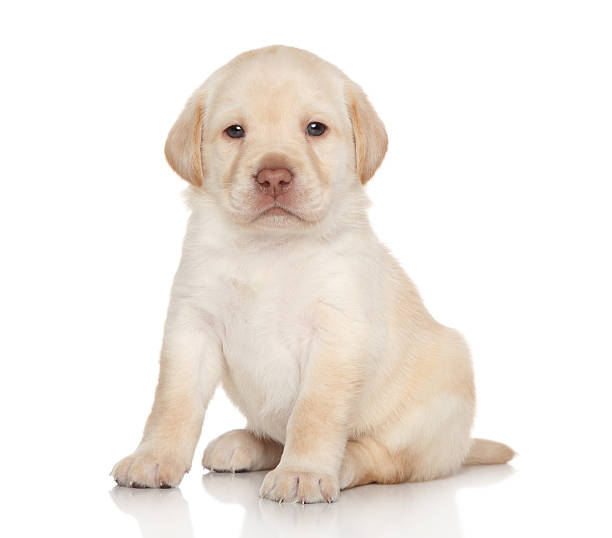 istock Labrador retriever puppy, portrait 505978011
