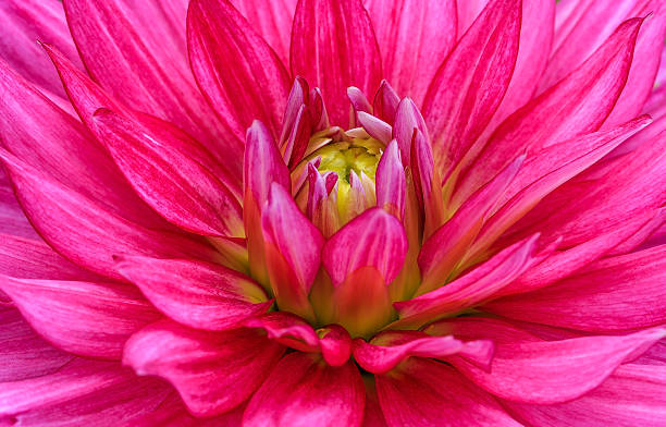 istock Close-up red dahlia in bloom 505978073