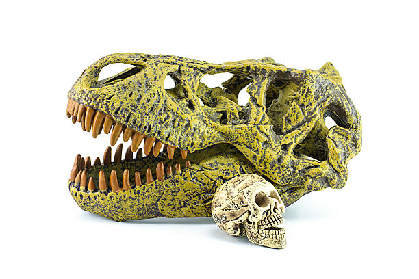 istock Human skull and T-rex isolated on white. 505978173