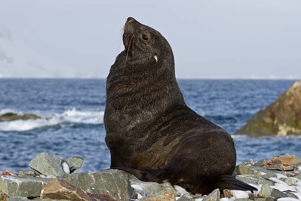 istock fur seal that sits on a rocky beach Antarctic islands 505978631