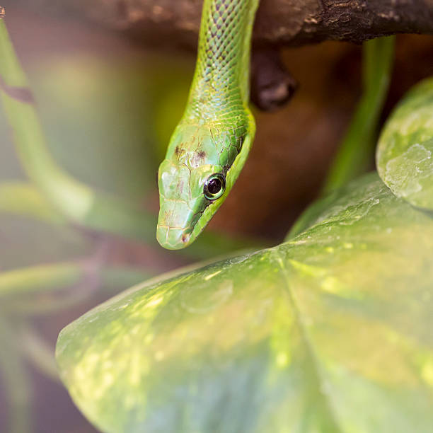 istock close-up of an green mamba 505978741