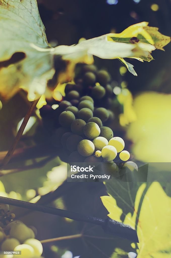 Grape Photo of grapes. Agriculture Stock Photo