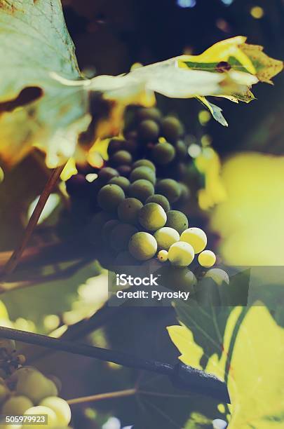 Grape Stock Photo - Download Image Now - Agriculture, Bunch, Bush