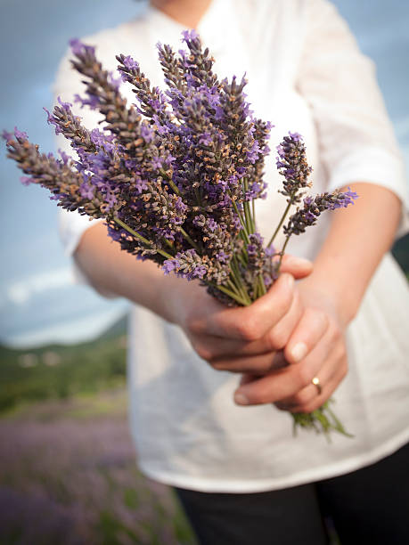 istock Woman holding lavander flowers 505981011