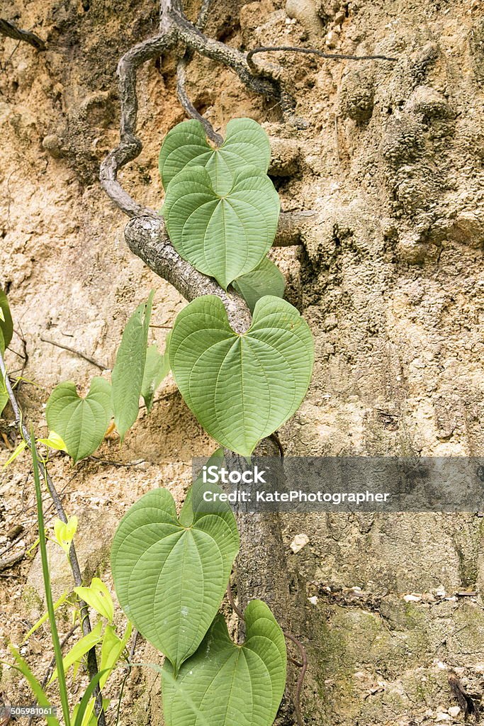 Foto de Lindo Coração Em Forma De Folha De Planta e mais fotos de stock de  Amor - Amor, Arbusto, Botânica - Assunto - iStock