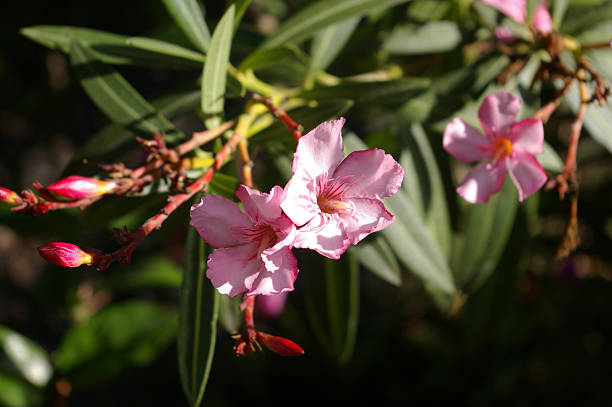 Różowy oleander zakwity – zdjęcie