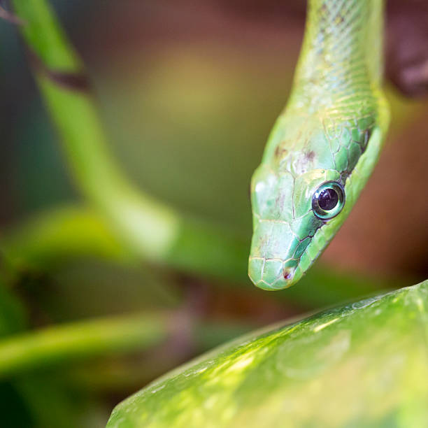 istock close-up of an green mamba 505981153
