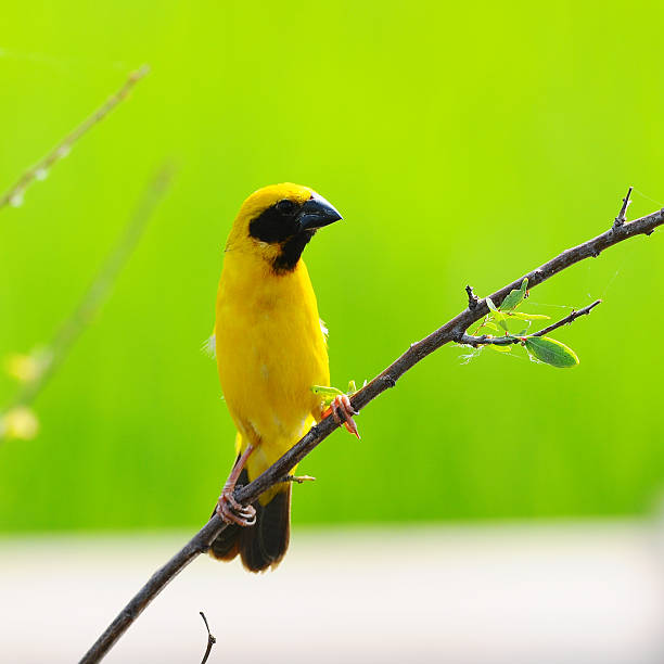 istock Asian Golden Weaver, in Thailand 505981821