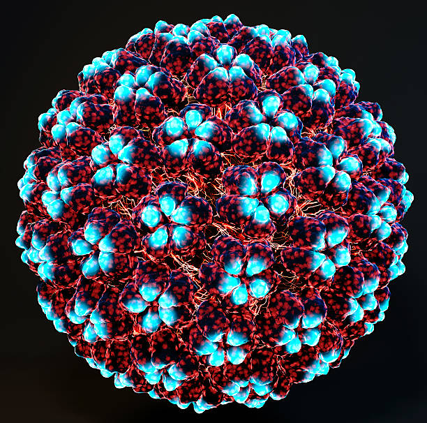 Human papillomavirus stock photo