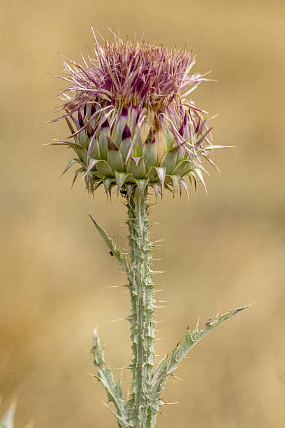 istock Nodding Thistle Macro picture in nature 2 505982447