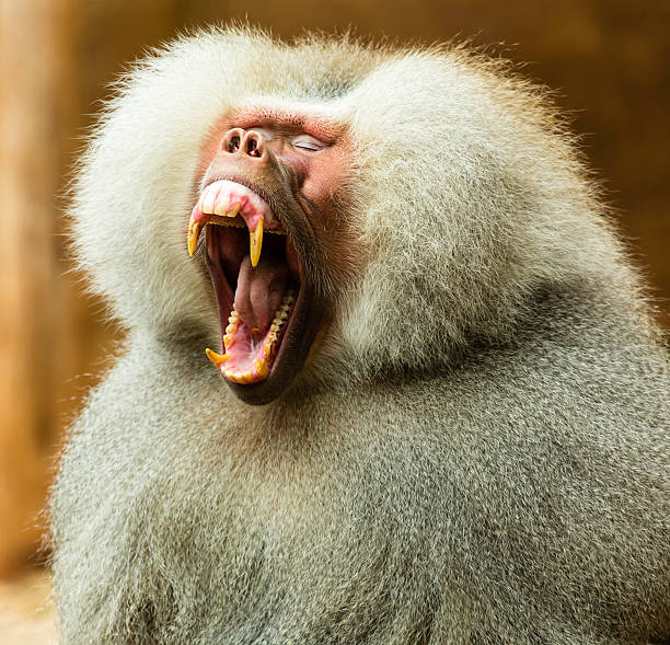 istock Baboon Yawning with Eyes closed 505983017