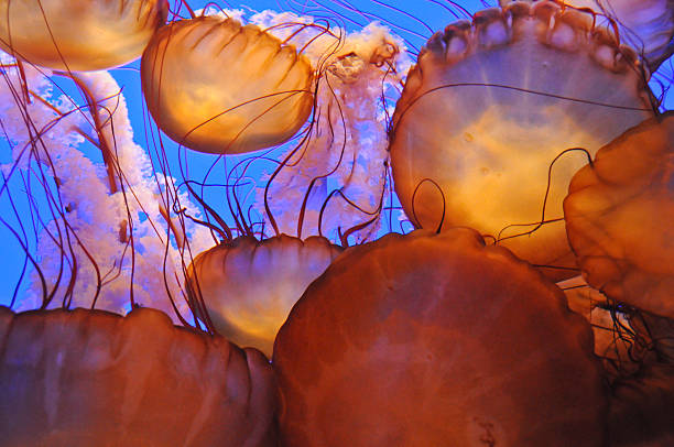 istock Jelly Fish Family 505983195