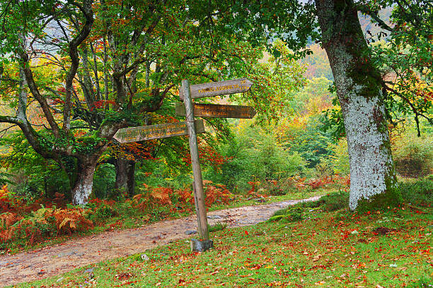 istock wooden signpost in forest 505984250