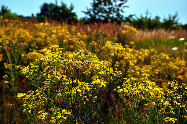 istock yellow summer flowers Doronicum 505984892