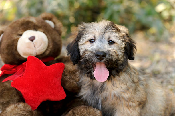 Dog Toys