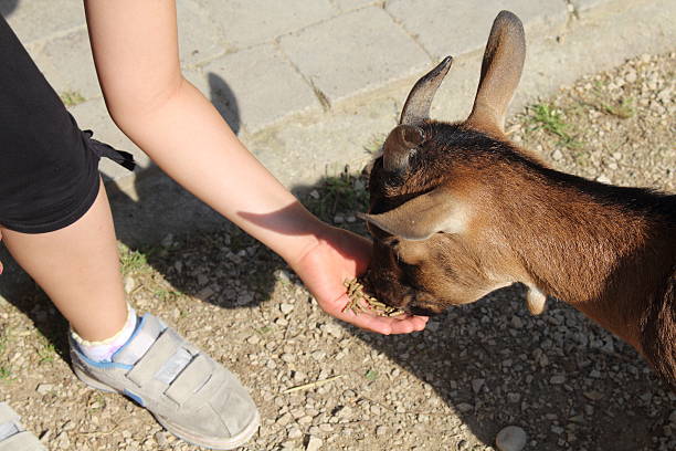 rapariga alimenta a cabra no jardim zoológico - animals feeding animal child kid goat imagens e fotografias de stock