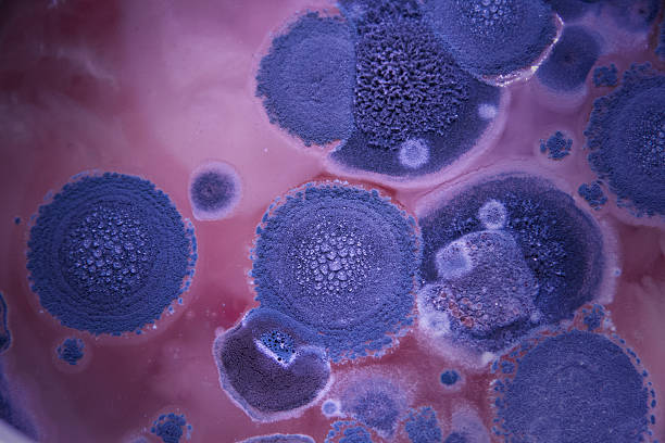 istock Aspergillus fumigatus 505985456