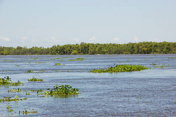 istock camalotes in the river 505985696