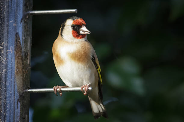 欧州 goldfinch （carduelis carduelis ) - goldie ストックフォトと画像