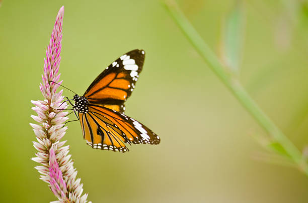 istock orange butterfly on flower 505986454