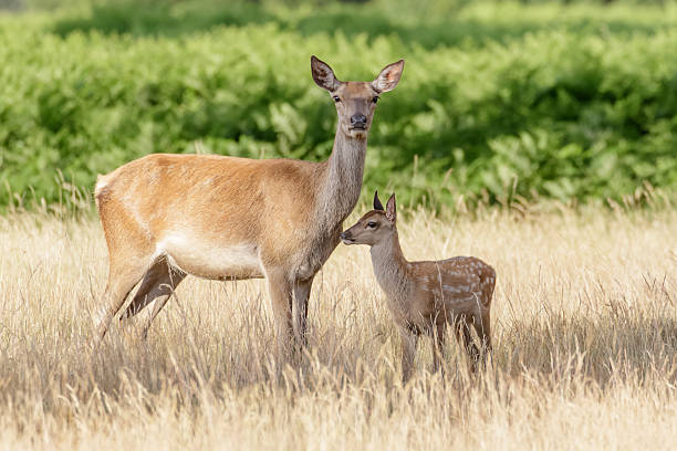 istock Red Deer (Cervus elaphus) calf with mother 505986818