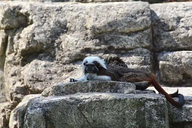 A tamarin rests on the rocks near his lair