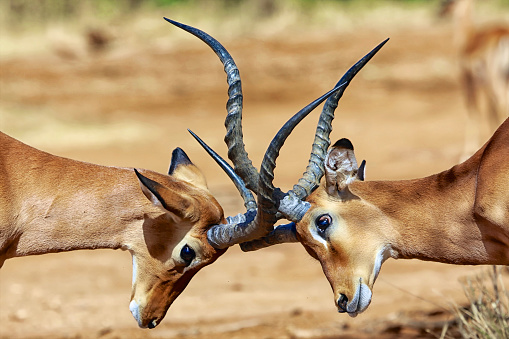 impalas fighting at samburu