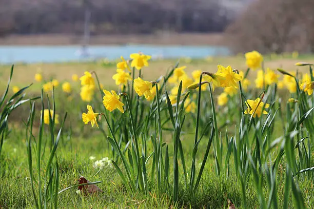 Photo showing clumps of yellow daffodils in a spring meadow by a river, showing how the warmer weather is just around the corner.  The flowering daffodil bulbs (a narcissus variety) were planted in this spot in the autumn and just a few months later, they look extremely established, brightening up a countryside meadow.