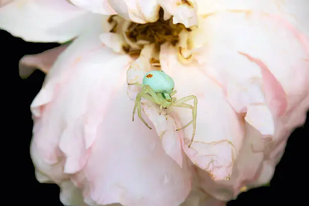 spider on a rose