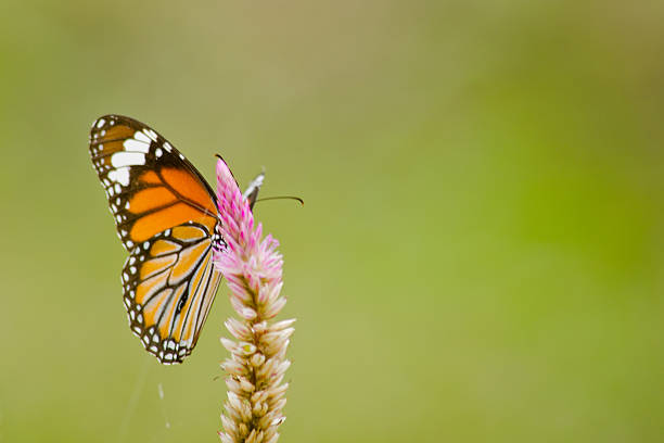 istock orange butterfly on flower 505990356