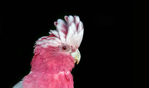close up face pink and gray cockatoo bird on black isolate