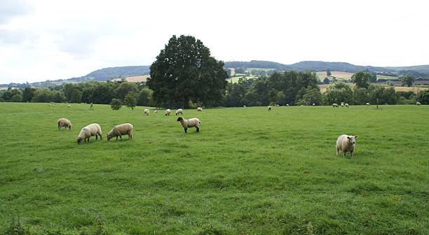 istock sheep in the countryside of England 505990864
