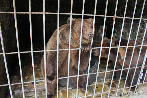 Two bears, prisoned in the cage.