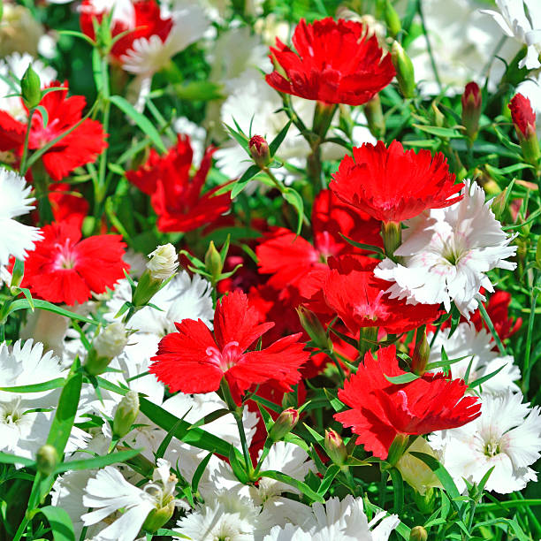 istock red and white carnation flowers 505992932