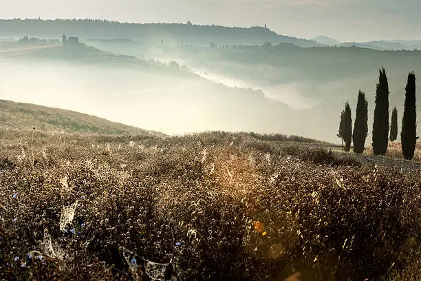 Scenic near Pienza at Tuscany,morning,fog,cobwebs, cypress, lens flare, Southern Italy.Nikon D3x