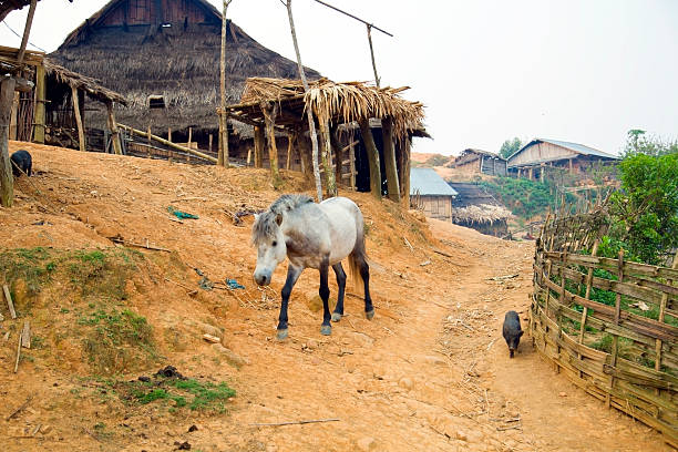 konie w akha village, pongsali, laos - underdeveloped zdjęcia i obrazy z banku zdjęć