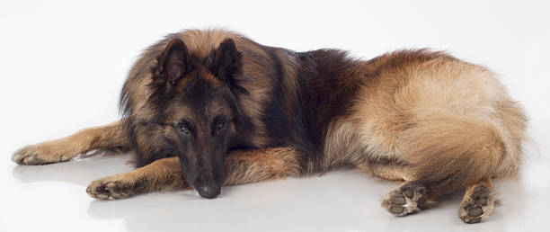 istock Dog, Belgian Shepherd Tervuren, lying, isolated 505997224
