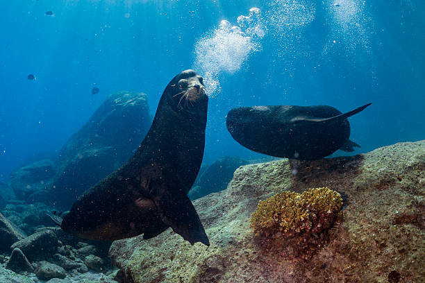 istock Male sea lions fighting underwater 505997248