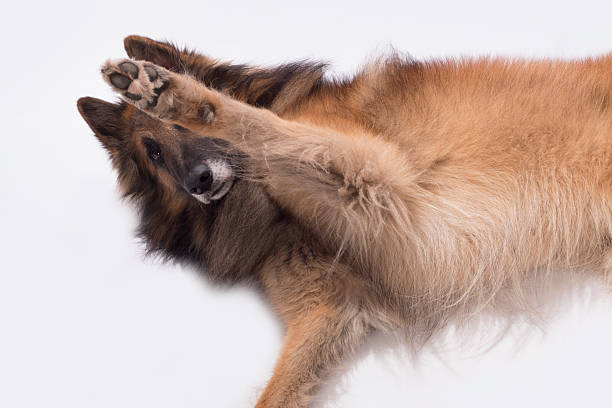 istock Dog, Belgian Shepherd Tervuren, paw up, isolated 505997508
