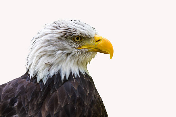 istock The head of the white eagle closely. 506005480