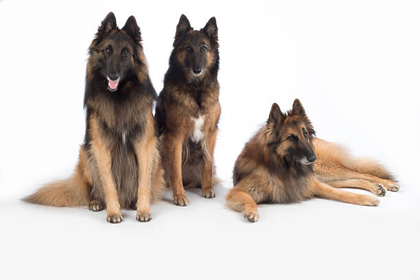 istock Three dogs, Belgian Shepherd Tervuren, isolated 506005526