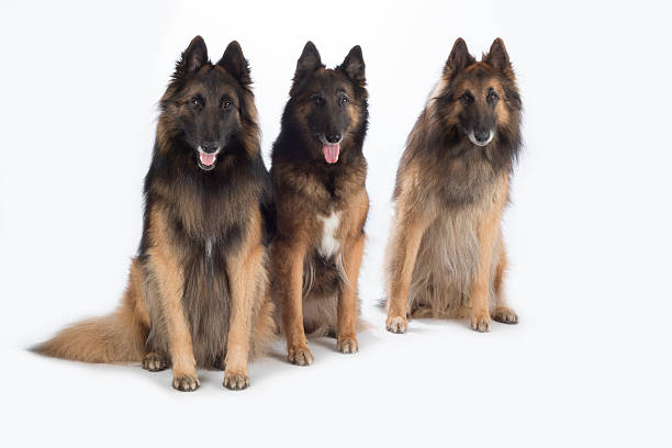 istock Three dogs, Belgian Shepherd Tervuren, isolated 506005552