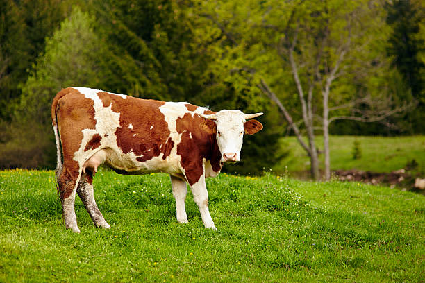istock Healthy cow in mountains 506005572
