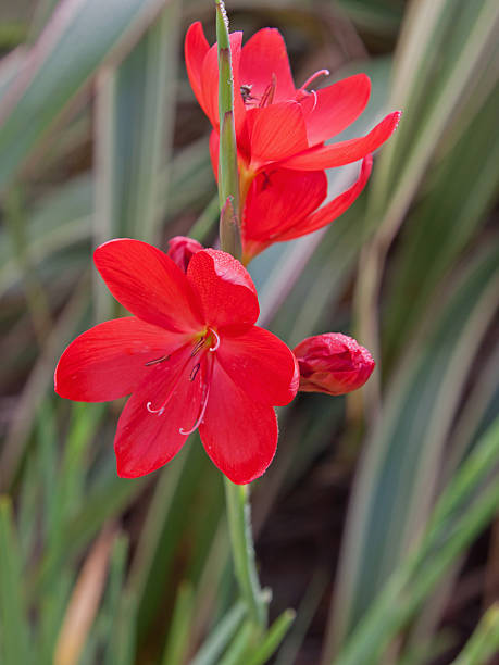 레드 카피르 릴리 (schizostylis) 개화기 여름 - kaffir lily 뉴스 사진 이미지