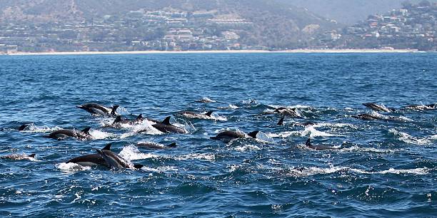 istock Mega pod of dolphins off San Diego. 506006554