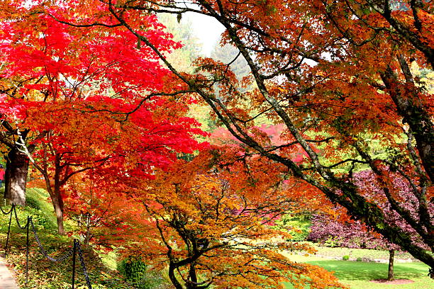 istock Variety Japanese Maple leaves 506006920