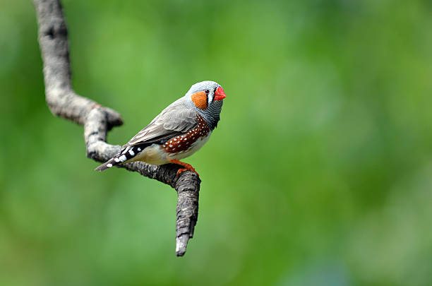 Zebra finch exotic bird sit on a tree branch Zebra finch exotic bird (Taeniopygia guttata) sits on a tree branch. Zebra finches inhabit a wide range of grasslands and forests, usually close to water. zebra finch stock pictures, royalty-free photos & images