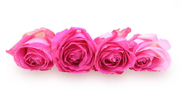 istock Flower head of roses 506007804
